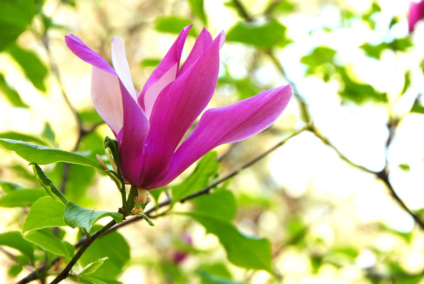 Flor de magnolia
 - Foto, Imagen