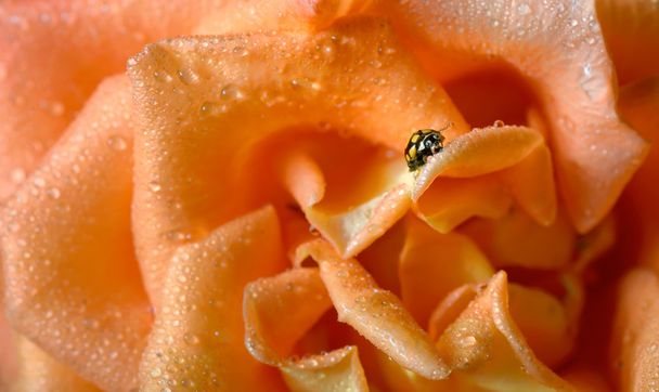 Close up van een gele lieveheersbeestje - Foto, afbeelding