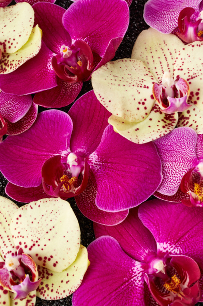 Flores de orquídea púrpura y amarilla
  - Foto, imagen