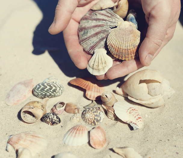 Manos sosteniendo conchas marinas
 - Foto, Imagen