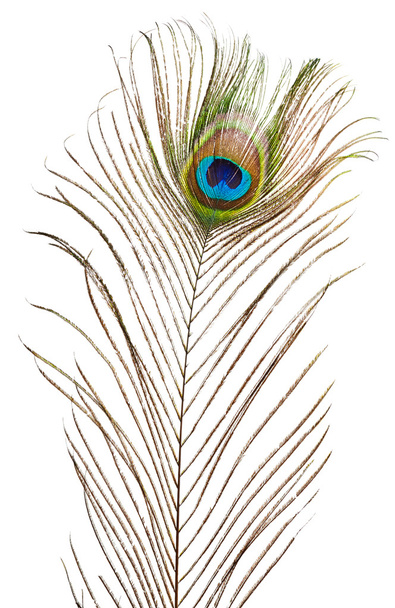 Pluma de pavo real sobre blanco
 - Foto, imagen