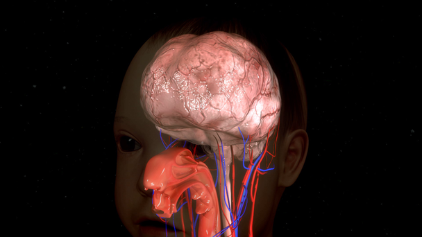 Anatomia mózgu człowieka - Materiał filmowy, wideo