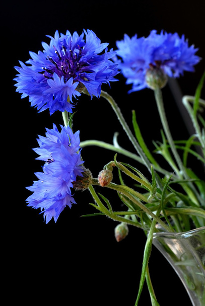 lindas flores de milho
 - Foto, Imagem