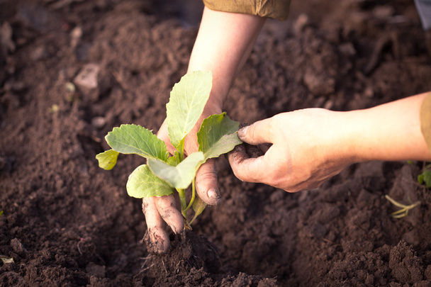 Cabbage seedlings in farmers hands - Fotó, kép
