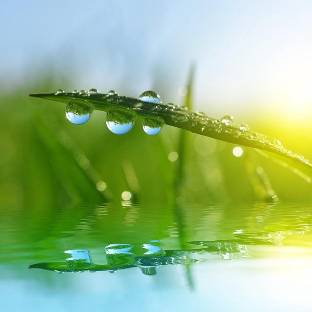 Свежая зеленая трава с капельками воды крупным планом
.  - Фото, изображение