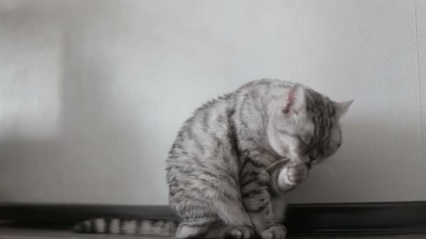 Playful gray scottish cat washes at home, close-up - Кадри, відео