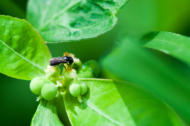 insect on a green plant - Photo, Image