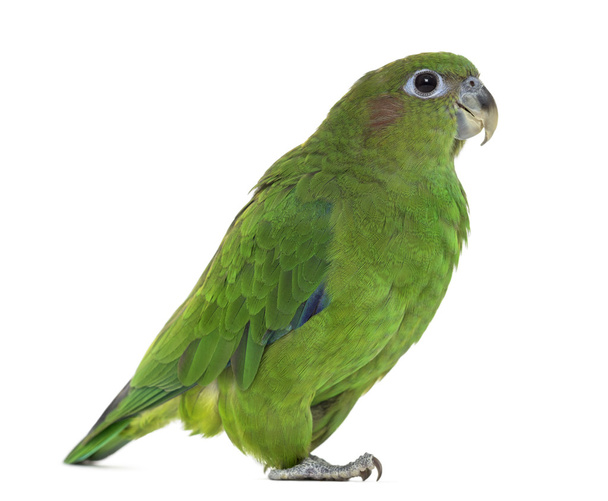 Papagaio Pileado isolado em branco
 - Foto, Imagem
