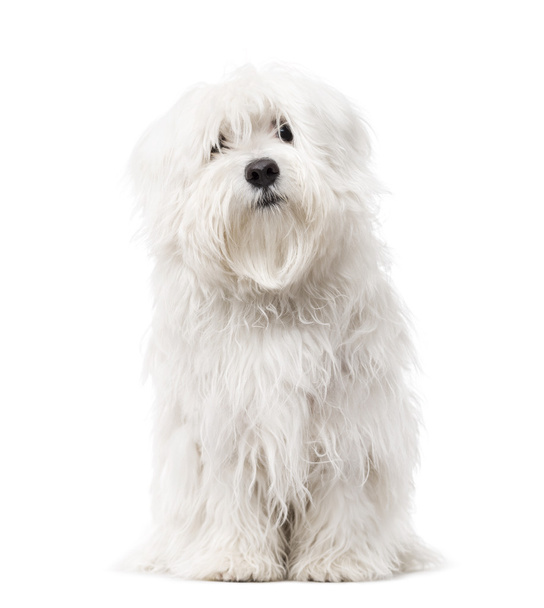 Maltese puppy isolated on white - Fotoğraf, Görsel