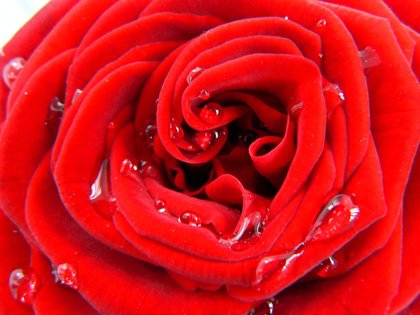 Heart in the rose - Photo, Image