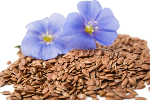 Blue flax flower with seeds isolated  - Photo, Image