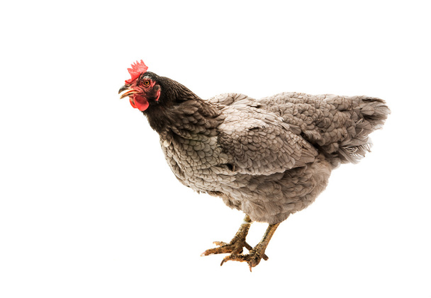 gray hen isolated  - Photo, Image
