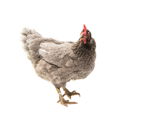 gray hen isolated  - Фото, зображення