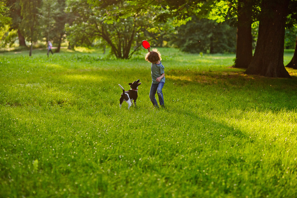 The little curly fellow trains the doggie on a lawn in park. - Fotoğraf, Görsel