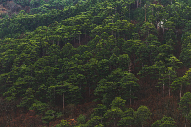 Çam ormanı yukarıda. - Fotoğraf, Görsel