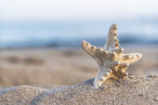морська зірка на піщаному пляжі
. - Фото, зображення