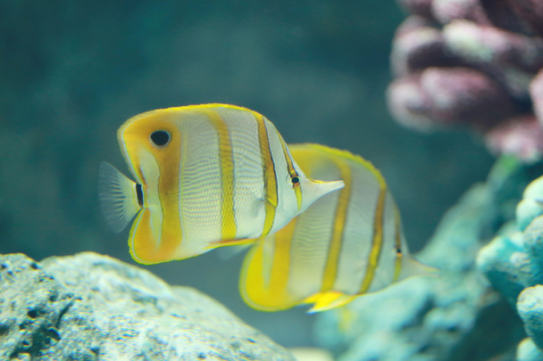 Copper Banded Butterfly fish. - Photo, Image
