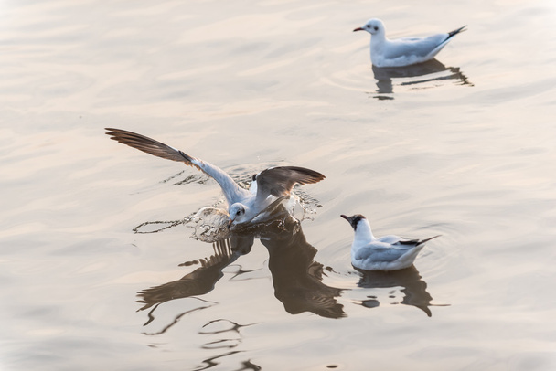 Seagulls spread the wings to landing on water - Photo, Image