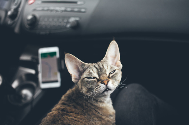 Cat viaja en coche
 - Foto, Imagen