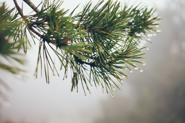 Krople deszczu na Pine Oddział - Zdjęcie, obraz