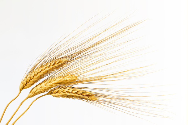 Three ears of wheat on white background - Photo, Image