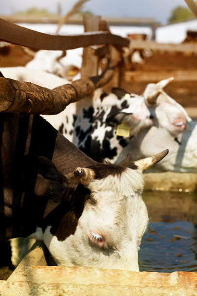 Cows drinking water - Photo, Image