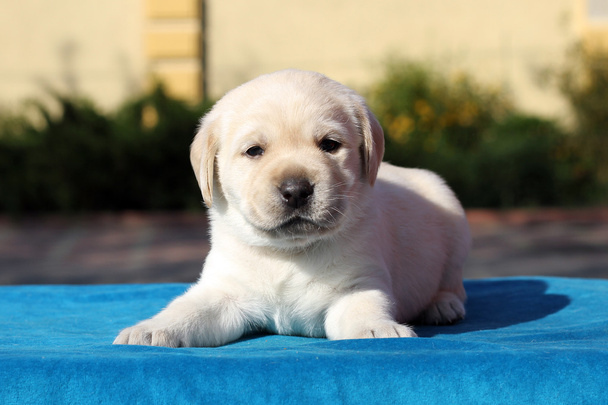 青色の背景にかわいいラブラドール子犬 - 写真・画像