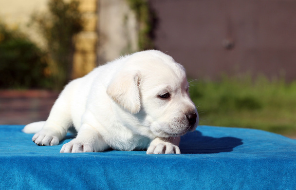 een kleine labrador puppy op een blauwe achtergrond - Foto, afbeelding