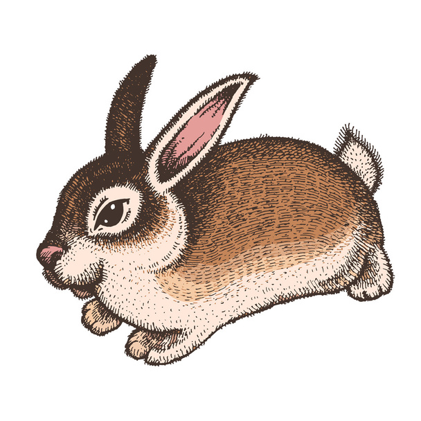 Esboço colorido desenhado à mão de coelho de Páscoa. Ilustração de arte de linha vintage no fundo branco. Vector. Isolados
 - Vetor, Imagem