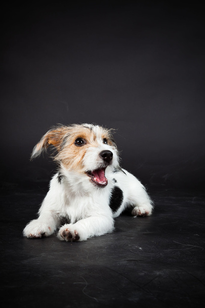 Jack russell puppy isolated on black background. Studio shot. - Foto, afbeelding