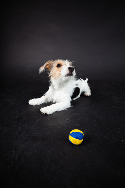 Jack russell puppy isolated on black background. Studio shot. - Fotografie, Obrázek