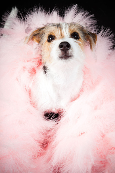 Jack russell puppy sitting in pink boa isolated on black background. Studio shot. - Photo, Image