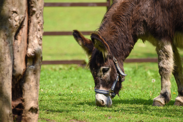 Equus sauvage mangeant de l'herbe
 - Photo, image