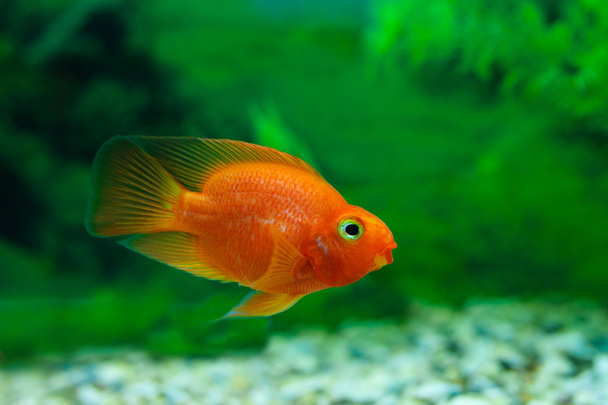 roter Blutpapageienbuntbarsch in Aquarienpflanze grünen Hintergrund. Goldfische, lustige orange bunte Fische - Hobby-Konzept - Foto, Bild