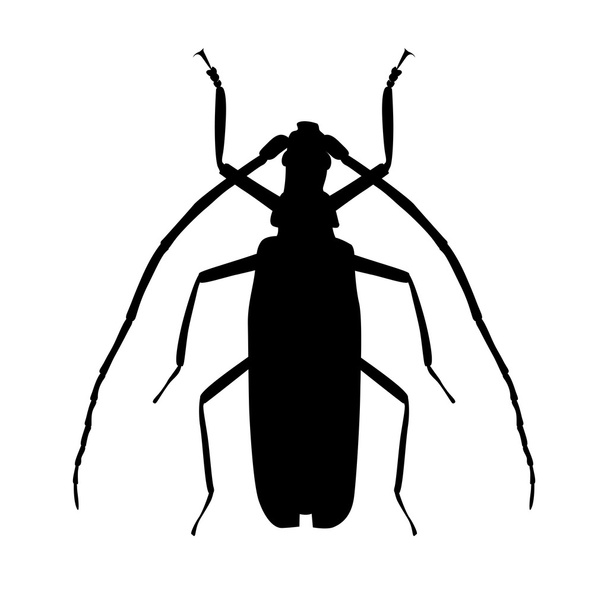 Large Beetle Silhouette Vector Illustration - Vector, Image