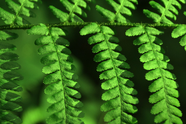 Green fern leaf - Fotoğraf, Görsel