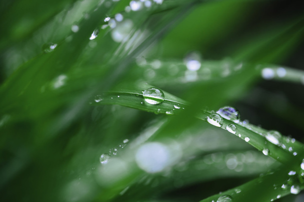 Dew drops close up - Foto, Imagen