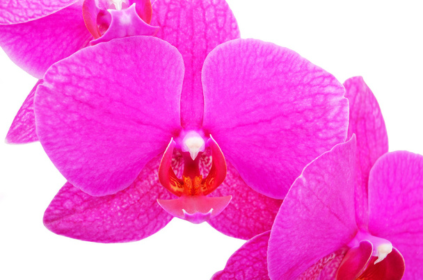 Flor de orquídea rosa
 - Foto, Imagem