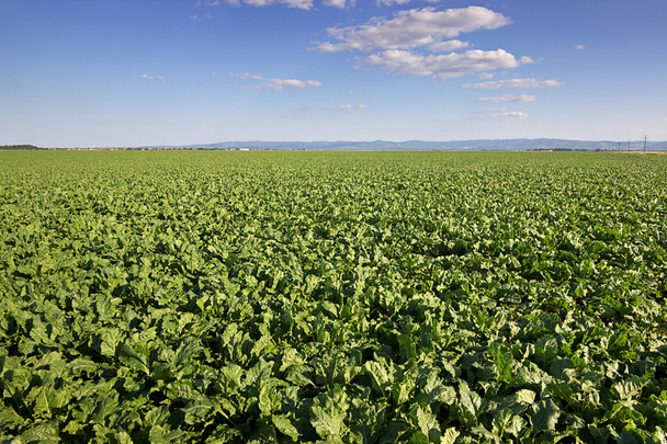 Sugar beet crops field, agricultural landscape - Photo, Image