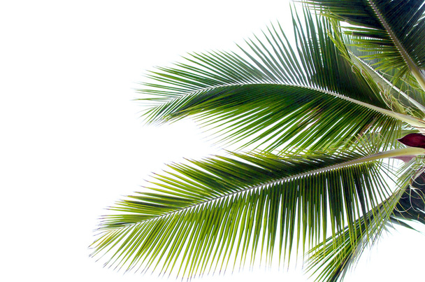 Kokosnuss Blätter weißen Hintergrund - Foto, Bild