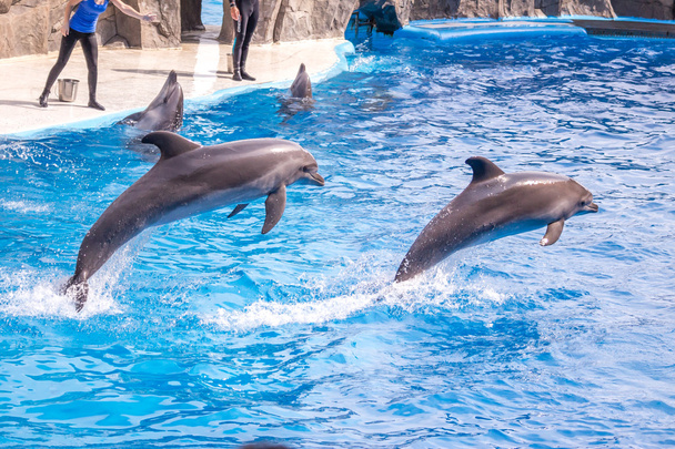 a cute dolphins during a speech at the dolphinarium, Batumi, Geo - Photo, Image