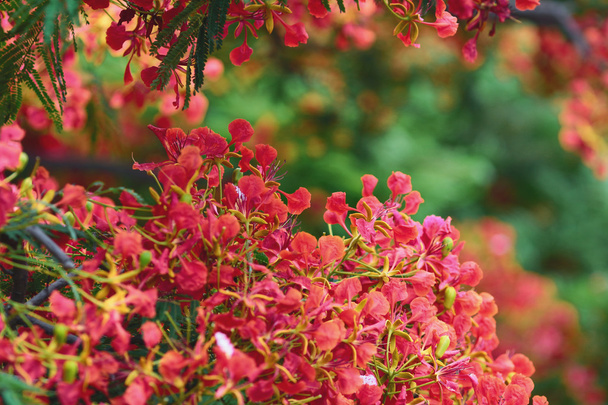 Płomień drzewo kwiat Royal Poinciana  - Zdjęcie, obraz