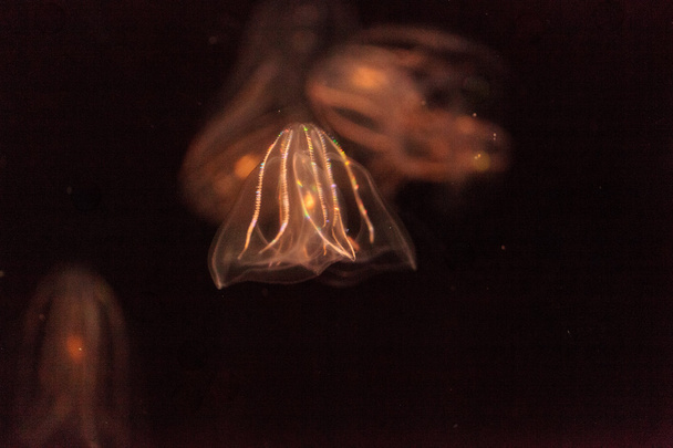 Kammahyytelö Phylum Ctenophora
  - Valokuva, kuva