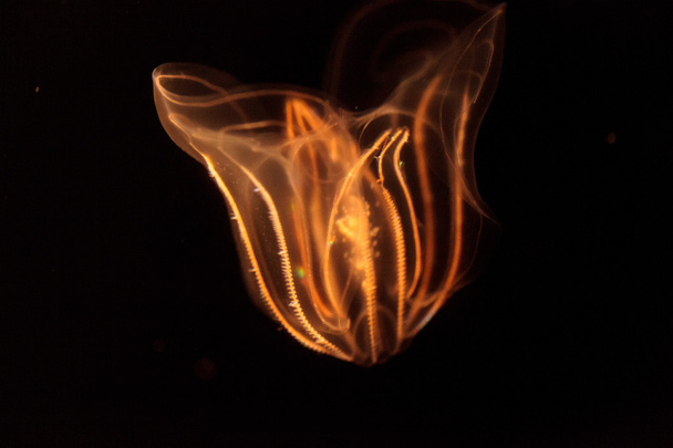 Gelée peigne Phylum Ctenophora
  - Photo, image