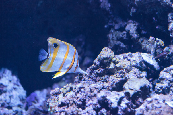 Copper-banded butterflyfish, Chelmon rostratus - Photo, Image