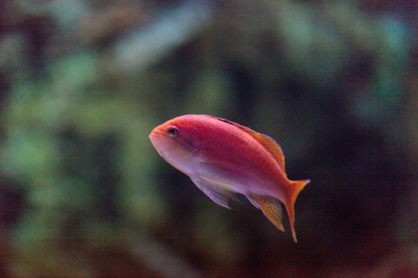 Pink Bicolor anthias fish Pseudanthias bicolor - Photo, Image