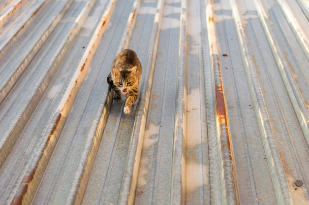 Kočky na rozpálené plechové střeše - Fotografie, Obrázek