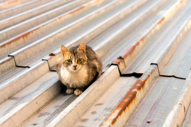 Кішки на гарячому олов'яному даху
 - Фото, зображення