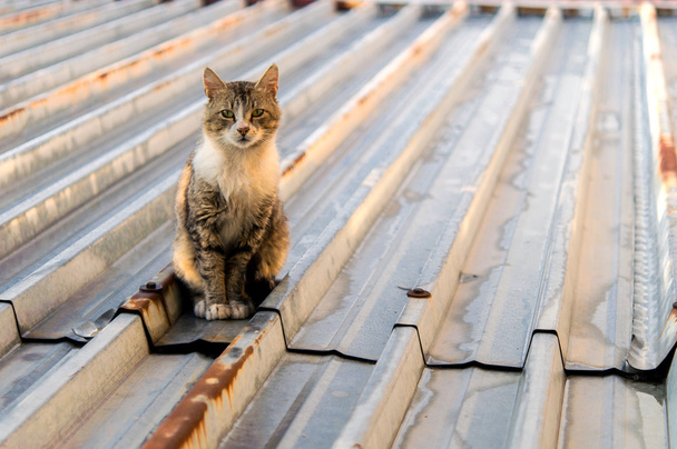 Кішки на гарячому олов'яному даху
 - Фото, зображення