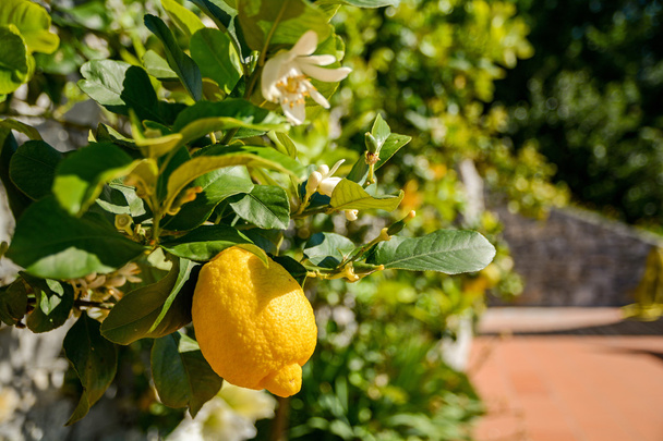 Limon ağacı İtalya Avrupa Akdeniz deniz kenarında bir İtalyan bahçe içinde olgunlaşmış meyve ile - Fotoğraf, Görsel